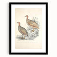 Vintage Animal Art - Francolin Pheasant Illustration Print