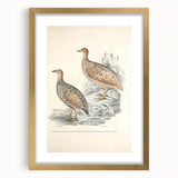 Vintage Animal Art - Francolin Pheasant Illustration Print