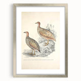 Vintage Animal Art - Francolin Pheasant Illustration Print