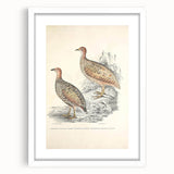 Vintage Animal Art - Francolin Pheasant Illustration Print