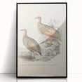 Vintage Animal Art - Francolin Pheasant Illustration Print