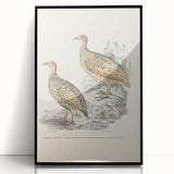 Vintage Animal Art - Francolin Pheasant Illustration Print