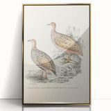 Vintage Animal Art - Francolin Pheasant Illustration Print