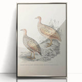 Vintage Animal Art - Francolin Pheasant Illustration Print