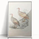 Vintage Animal Art - Francolin Pheasant Illustration Print