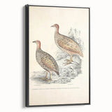 Vintage Animal Art - Francolin Pheasant Illustration Print