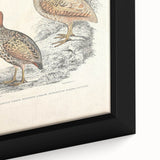 Vintage Animal Art - Francolin Pheasant Illustration Print