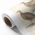 Vintage Animal Art - Francolin Pheasant Illustration Print