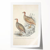 Vintage Animal Art - Francolin Pheasant Illustration Print