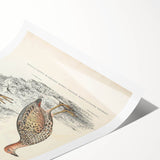 Vintage Animal Art - Francolin Pheasant Illustration Print