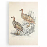 Vintage Animal Art - Francolin Pheasant Illustration Print
