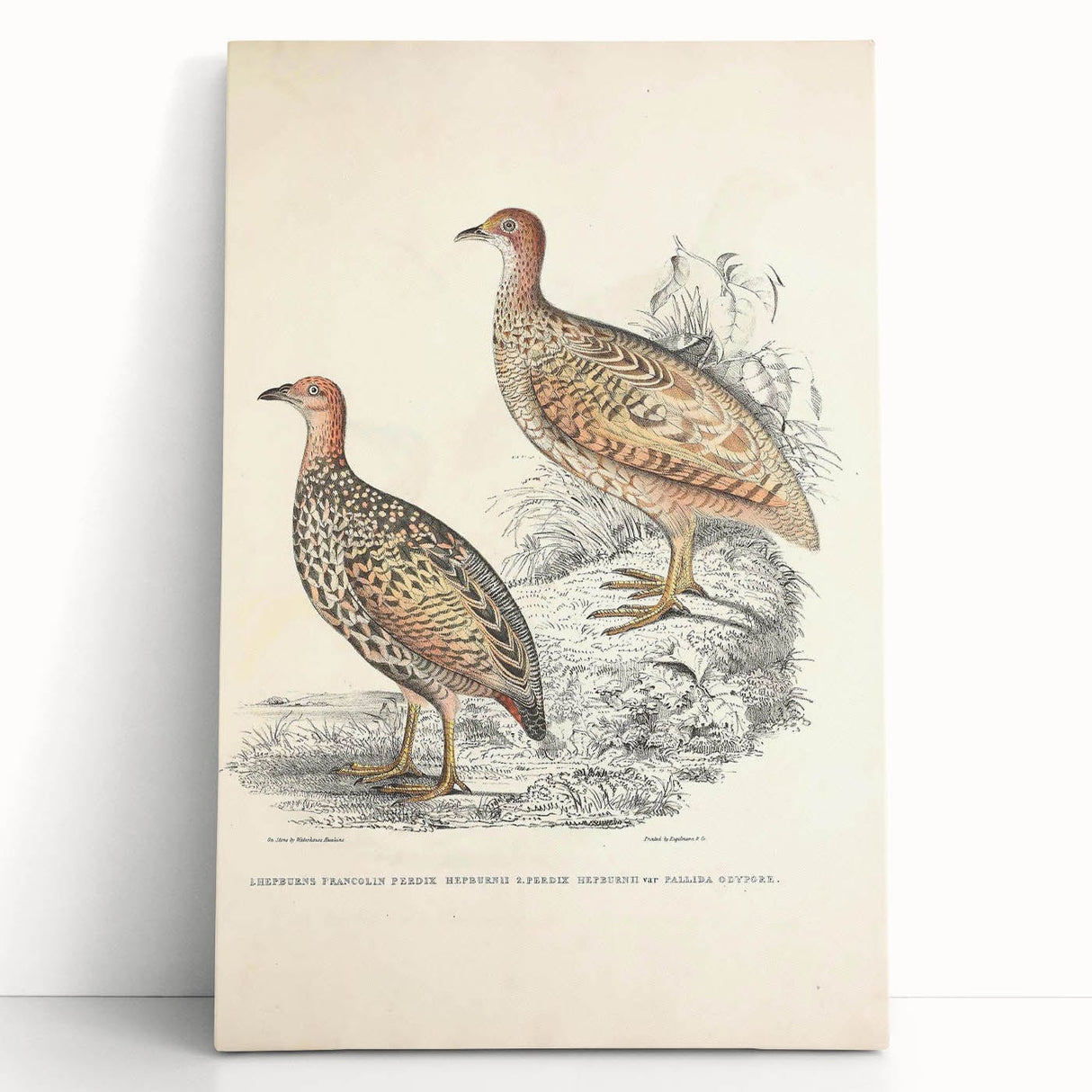 Vintage Animal Art - Francolin Pheasant Illustration Print