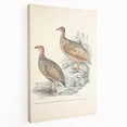 Vintage Animal Art - Francolin Pheasant Illustration Print