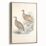 Vintage Animal Art - Francolin Pheasant Illustration Print