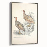 Vintage Animal Art - Francolin Pheasant Illustration Print