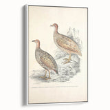 Vintage Animal Art - Francolin Pheasant Illustration Print