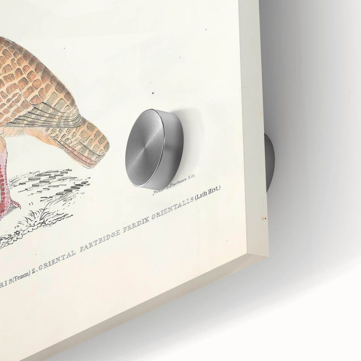 Vintage Animal Art - Oriental Partridge Illustration Print