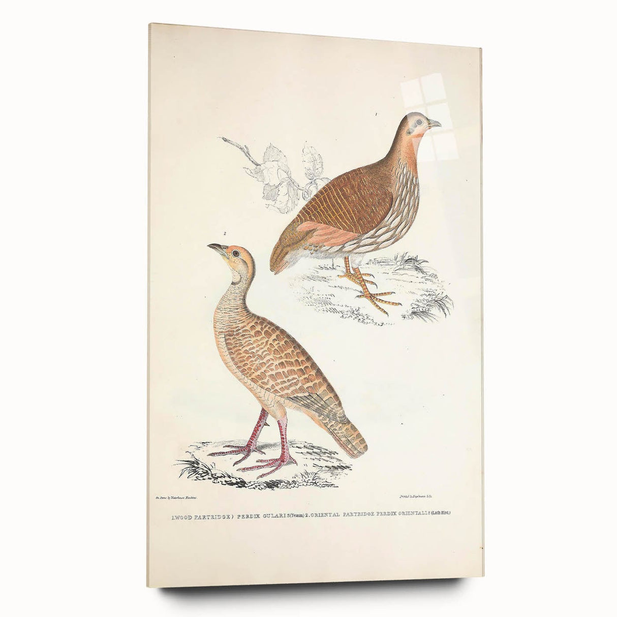 Vintage Animal Art - Oriental Partridge Illustration Print