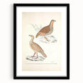 Vintage Animal Art - Oriental Partridge Illustration Print