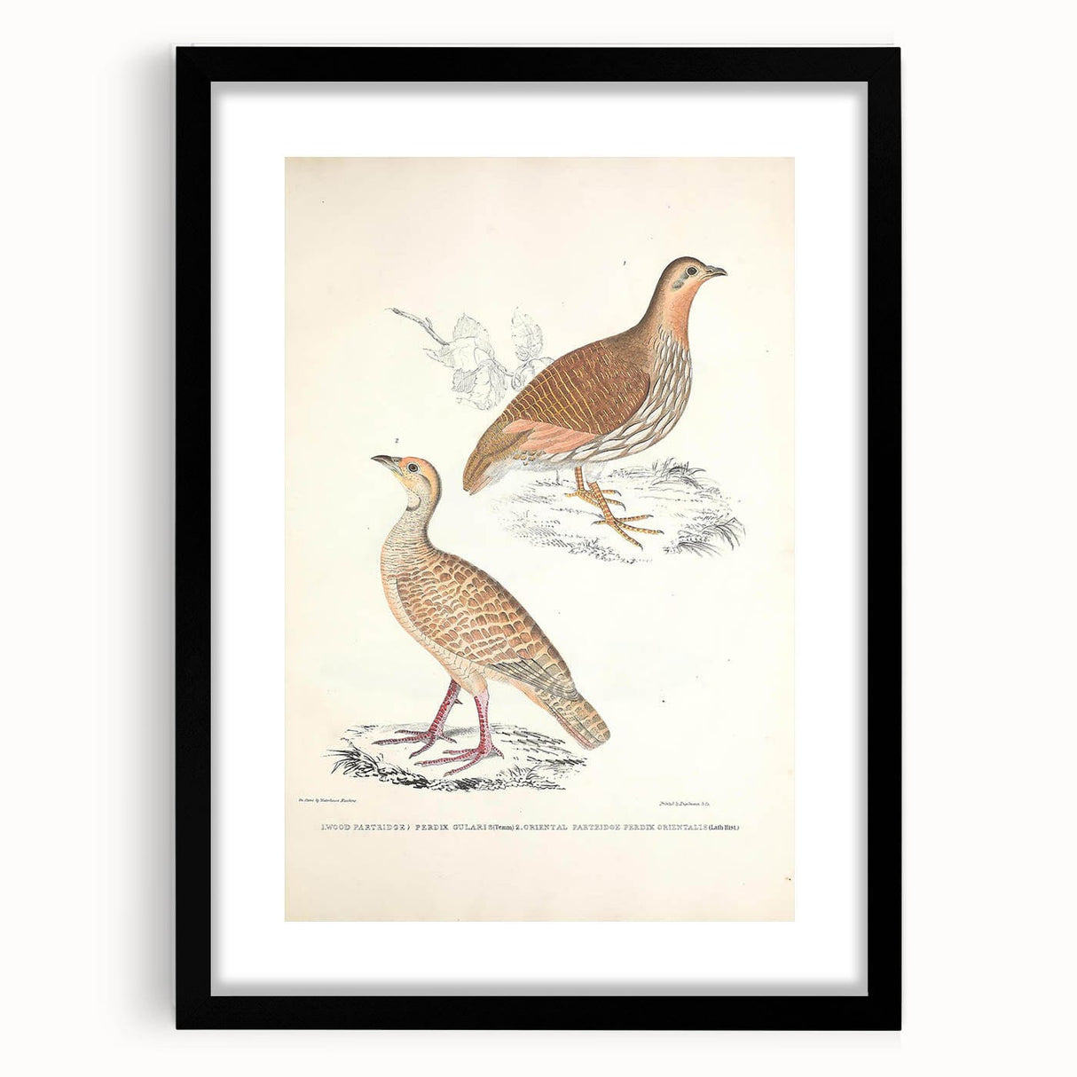 Vintage Animal Art - Oriental Partridge Illustration Print