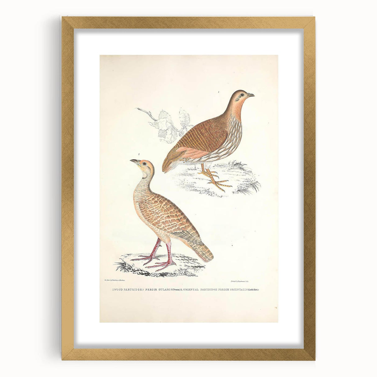 Vintage Animal Art - Oriental Partridge Illustration Print