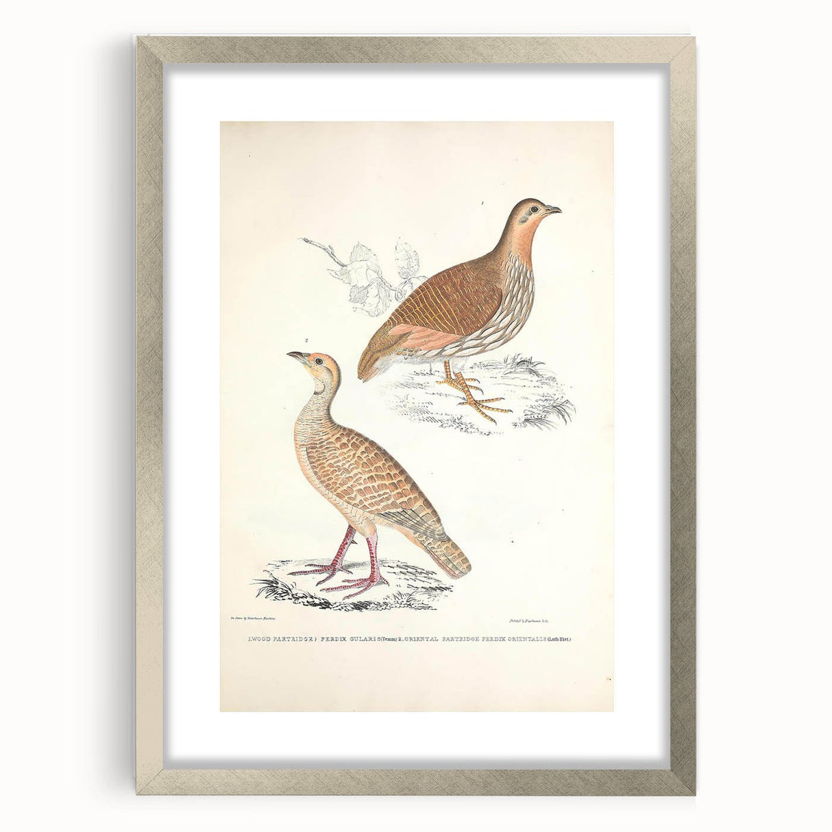 Vintage Animal Art - Oriental Partridge Illustration Print