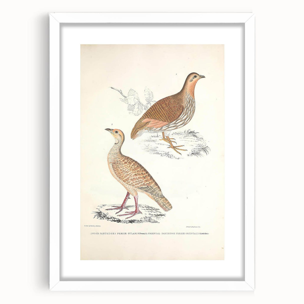 Vintage Animal Art - Oriental Partridge Illustration Print