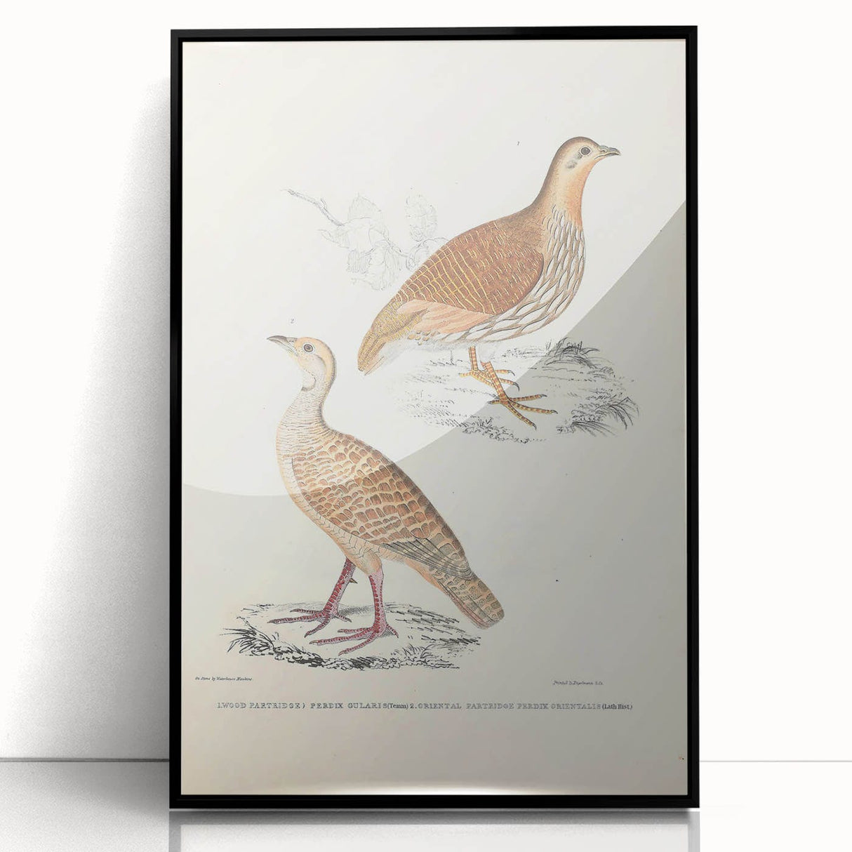 Vintage Animal Art - Oriental Partridge Illustration Print