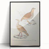 Vintage Animal Art - Oriental Partridge Illustration Print