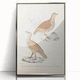 Vintage Animal Art - Oriental Partridge Illustration Print