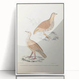 Vintage Animal Art - Oriental Partridge Illustration Print