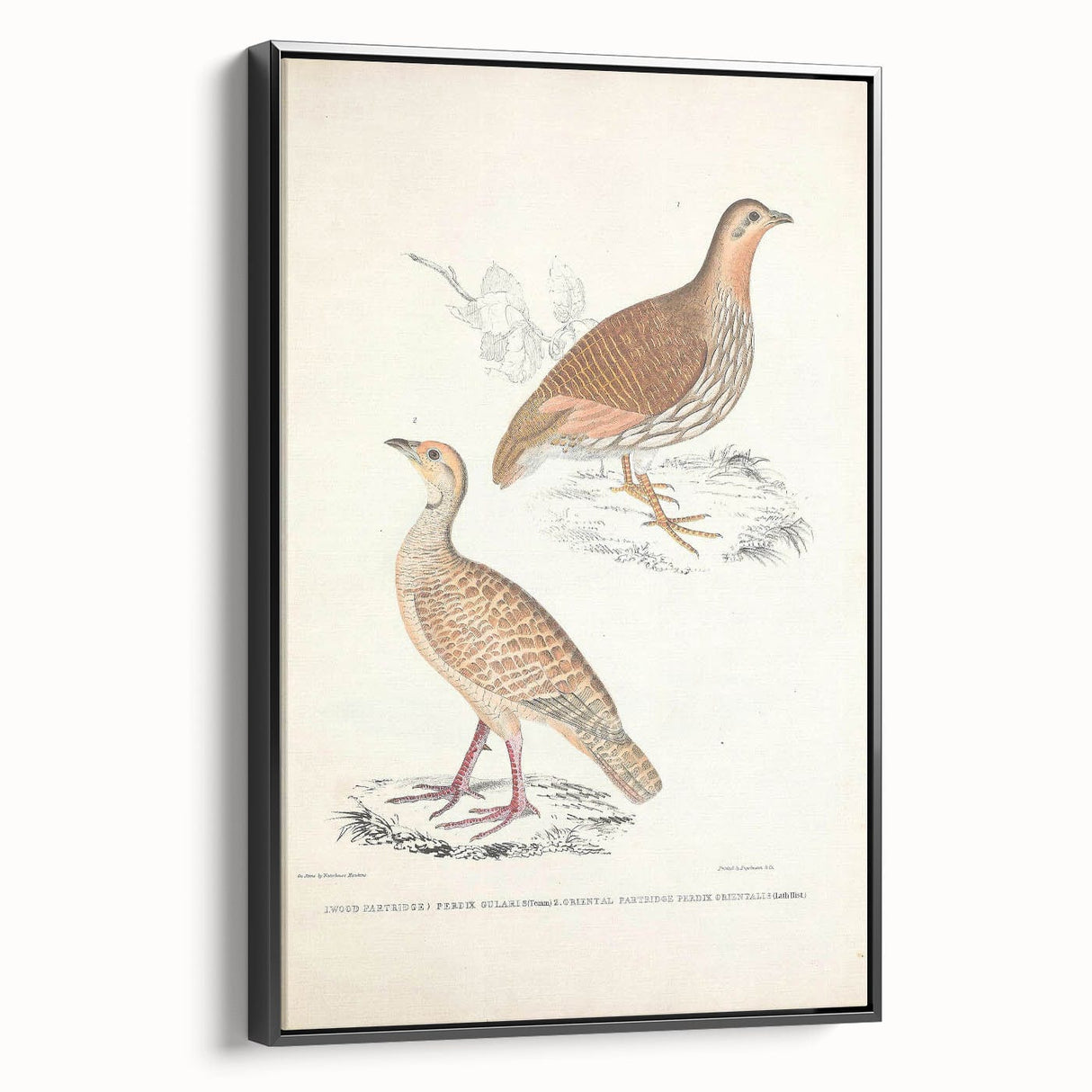 Vintage Animal Art - Oriental Partridge Illustration Print