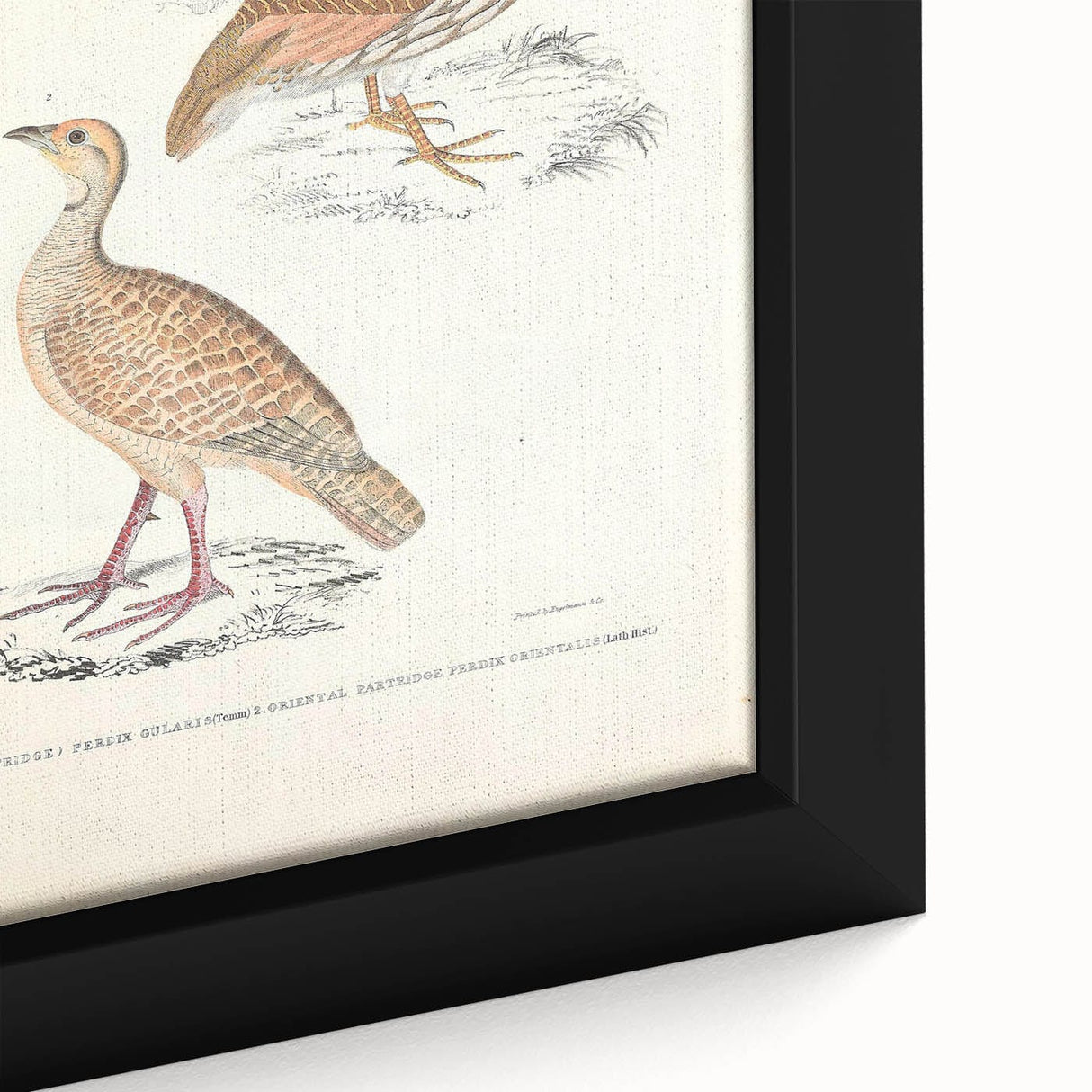 Vintage Animal Art - Oriental Partridge Illustration Print