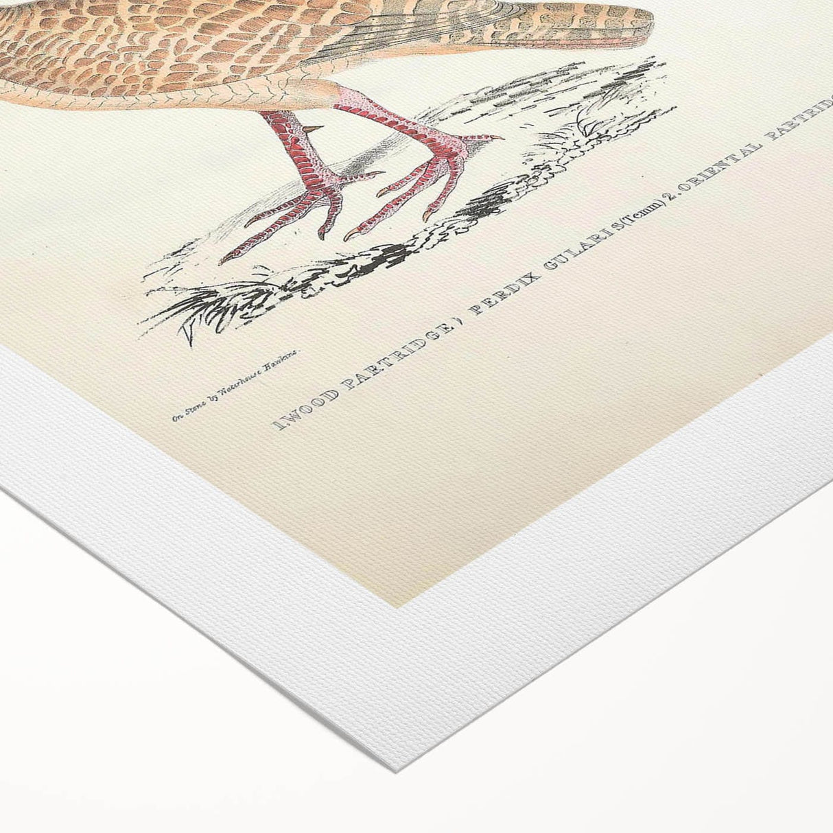 Vintage Animal Art - Oriental Partridge Illustration Print