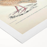 Vintage Animal Art - Oriental Partridge Illustration Print