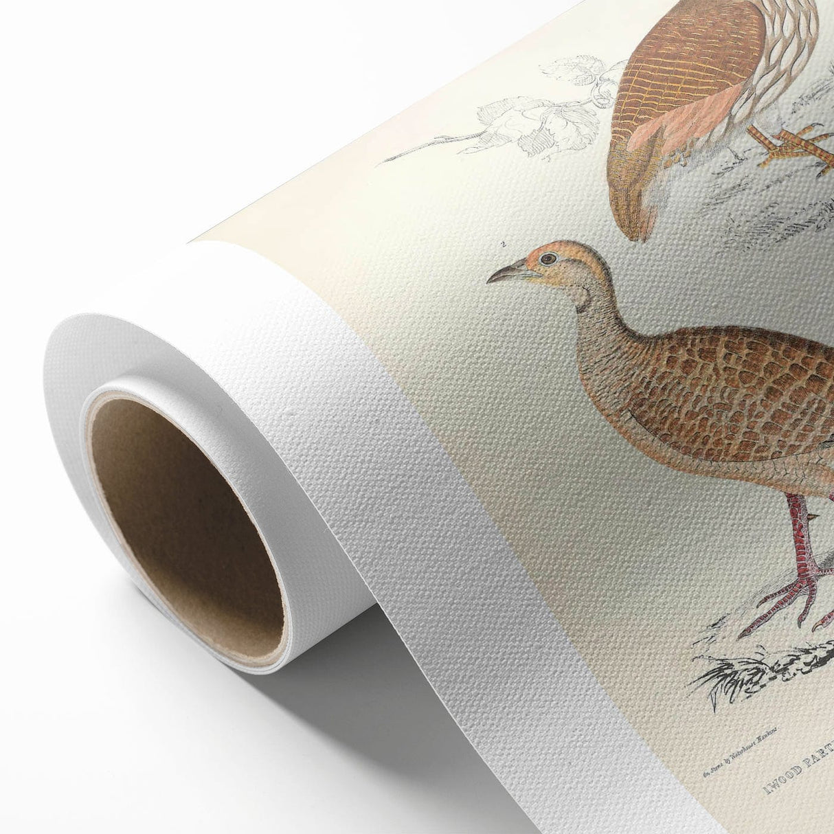 Vintage Animal Art - Oriental Partridge Illustration Print