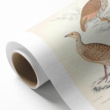 Vintage Animal Art - Oriental Partridge Illustration Print