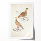 Vintage Animal Art - Oriental Partridge Illustration Print