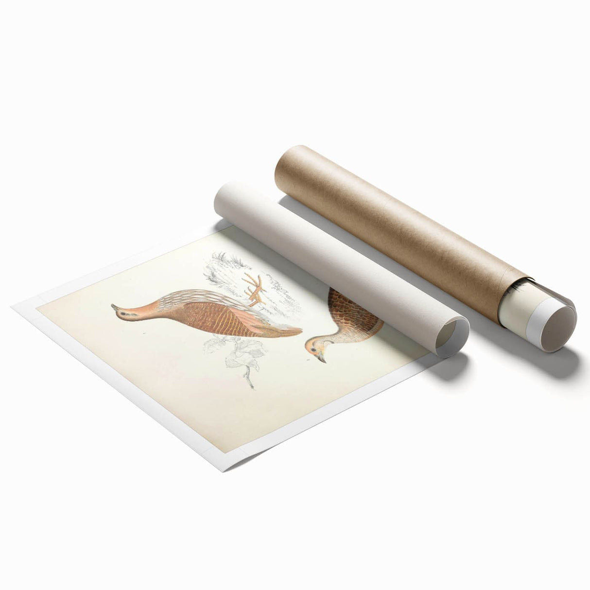 Vintage Animal Art - Oriental Partridge Illustration Print