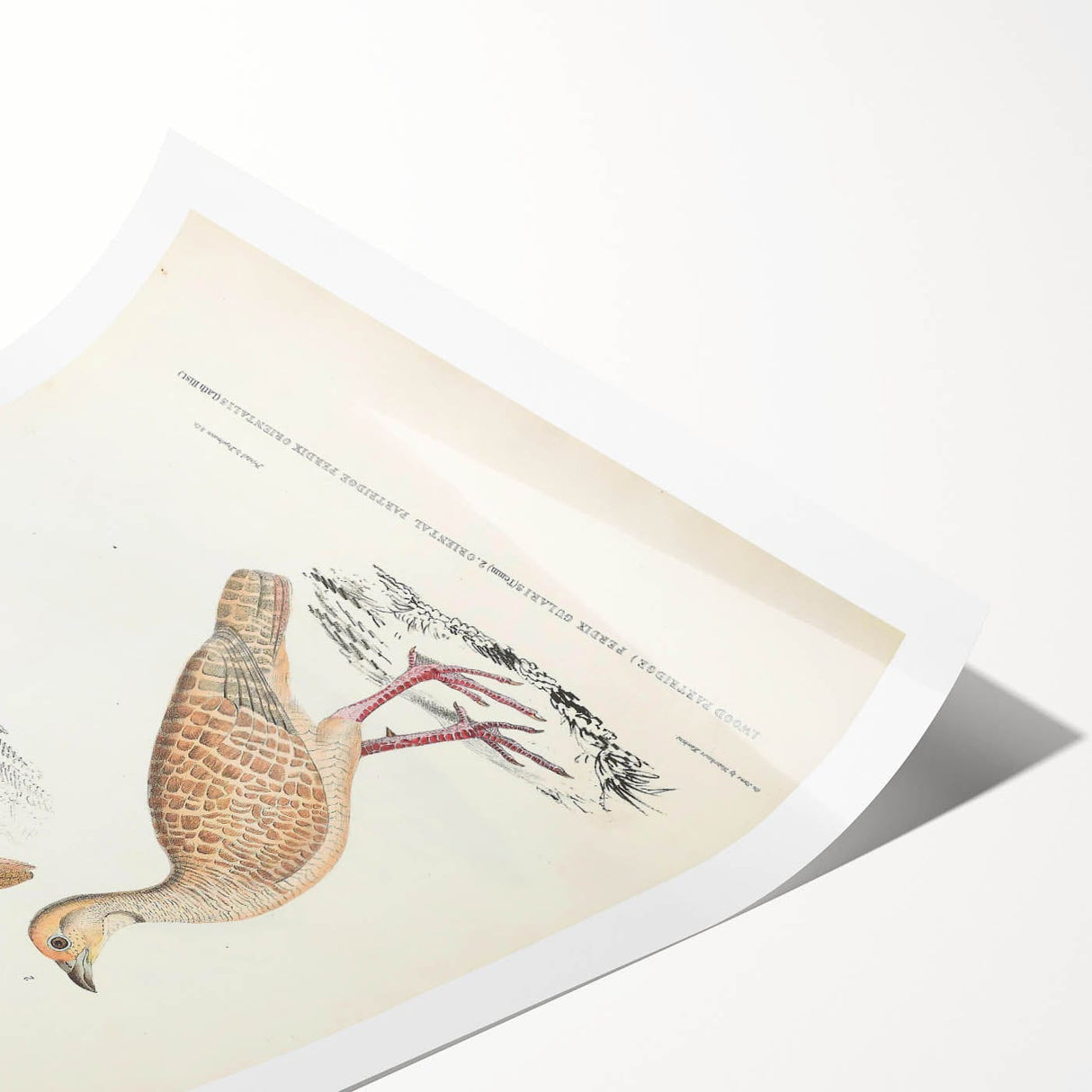 Vintage Animal Art - Oriental Partridge Illustration Print