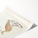 Vintage Animal Art - Oriental Partridge Illustration Print
