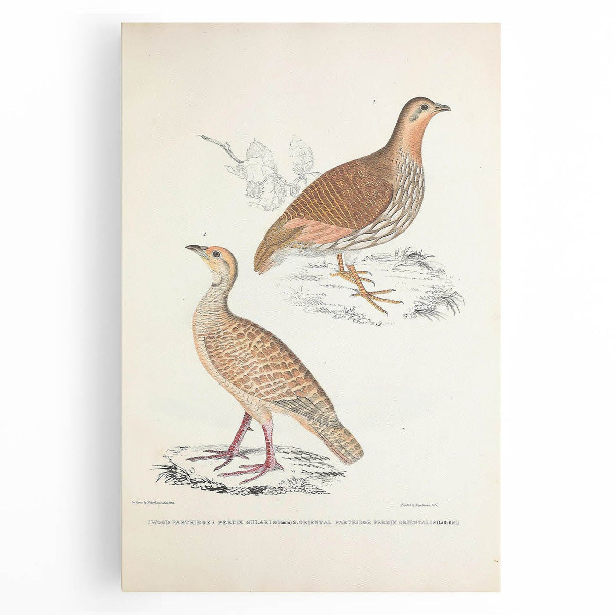 Vintage Animal Art - Oriental Partridge Illustration Print