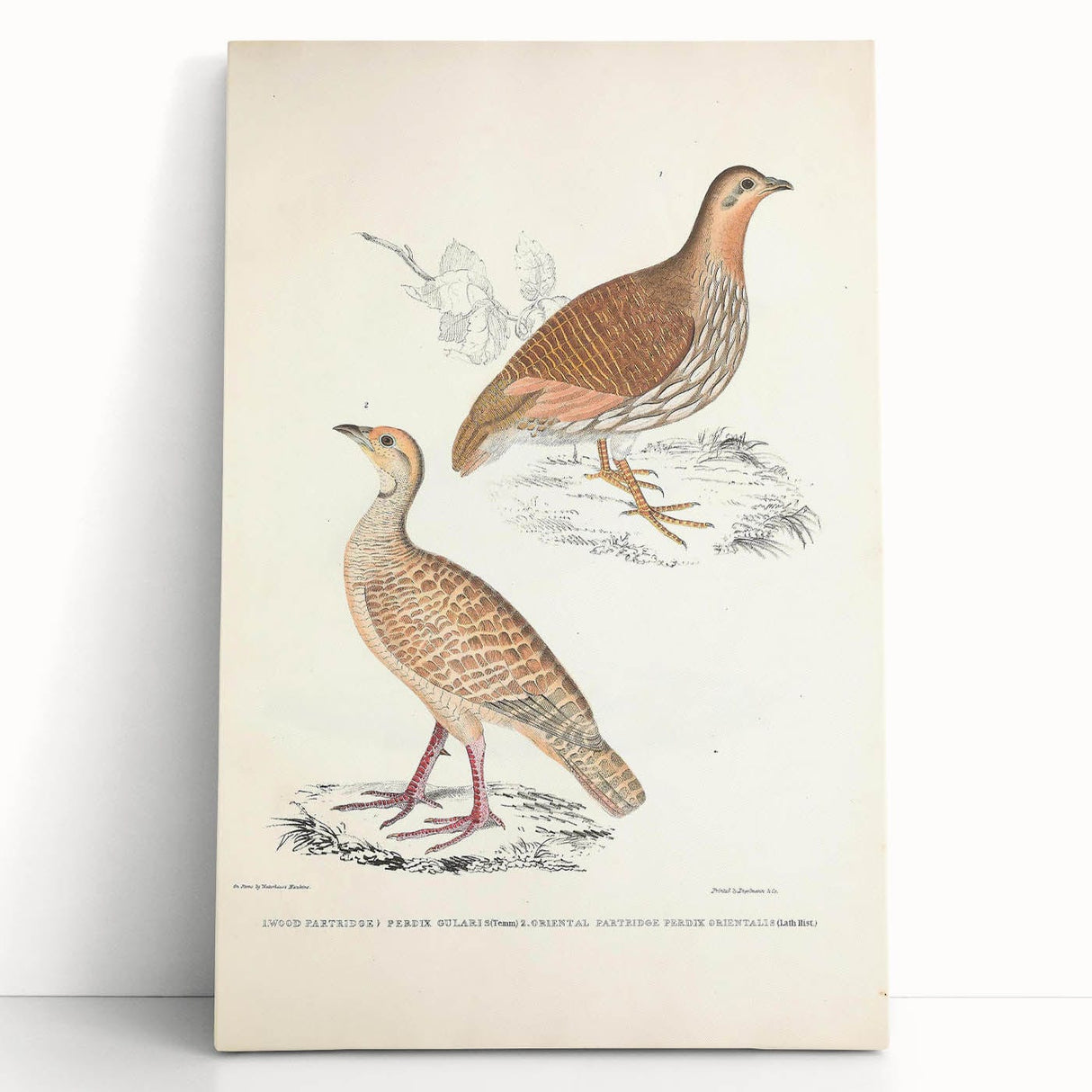 Vintage Animal Art - Oriental Partridge Illustration Print