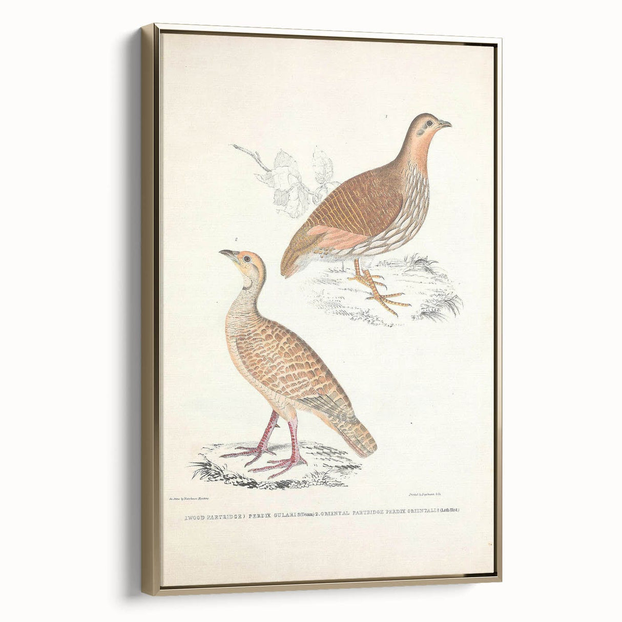 Vintage Animal Art - Oriental Partridge Illustration Print