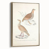 Vintage Animal Art - Oriental Partridge Illustration Print