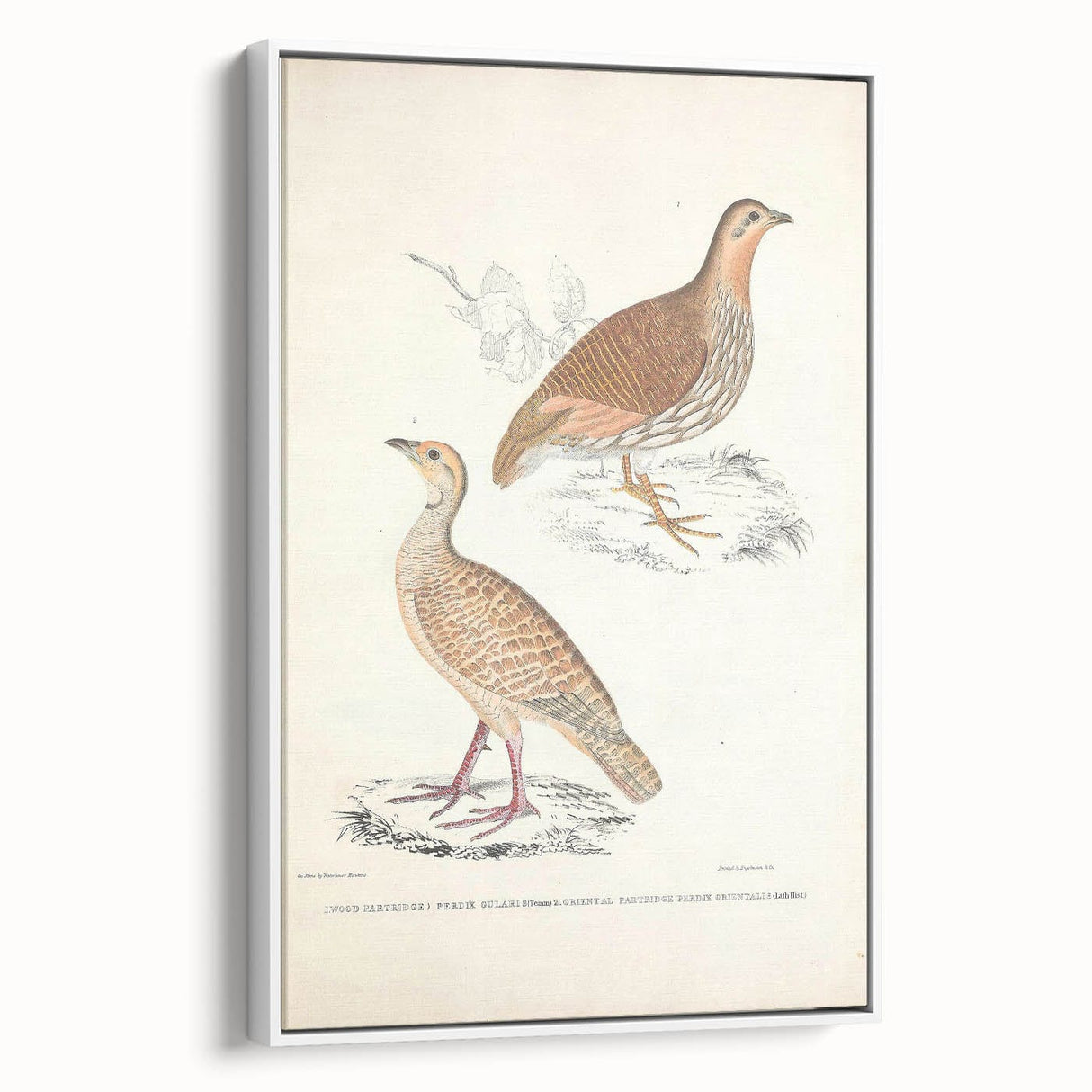 Vintage Animal Art - Oriental Partridge Illustration Print