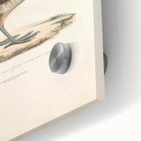 Vintage Animal Art - Olive Partridge Illustration Print