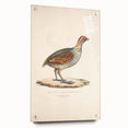 Vintage Animal Art - Olive Partridge Illustration Print