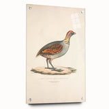Vintage Animal Art - Olive Partridge Illustration Print