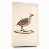 Vintage Animal Art - Olive Partridge Illustration Print